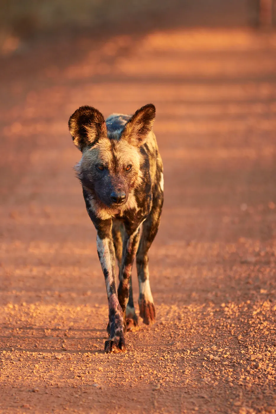 Wild dog approaching golden light road