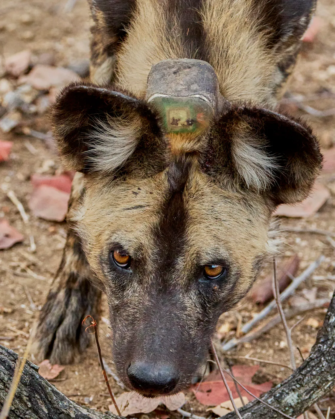 Wild dog close up stare
