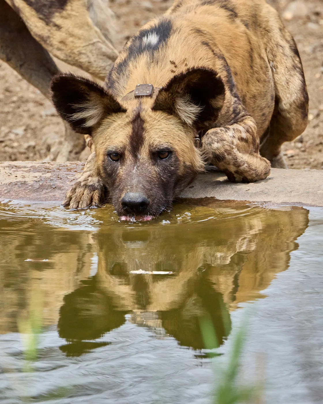 Wild dog drinking reflection