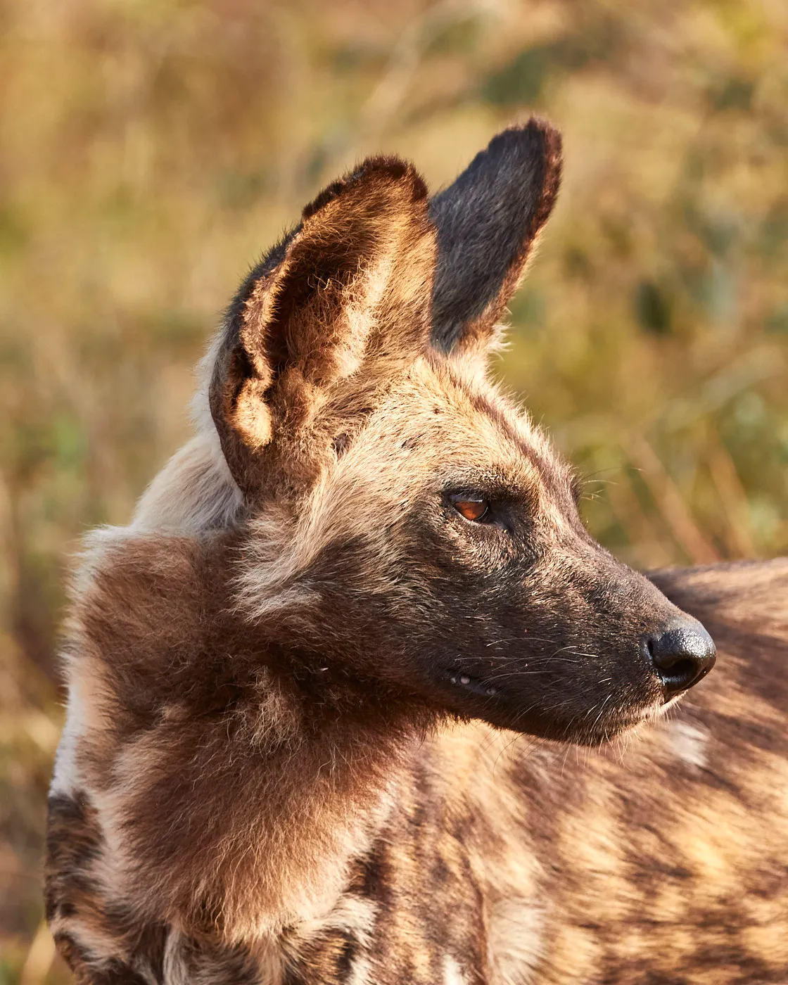 Wild dog looking over shoulder
