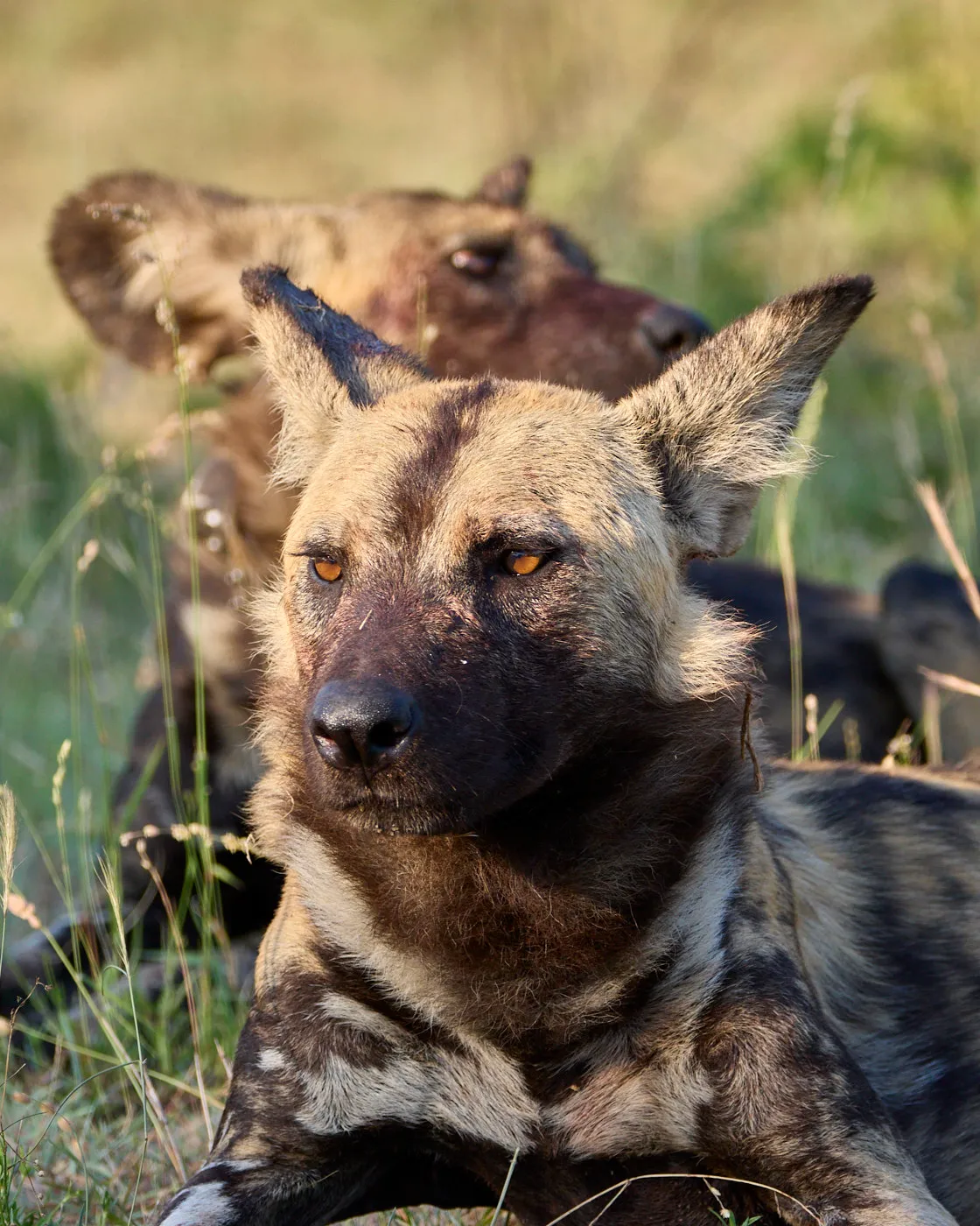 Wild dog pack resting alert