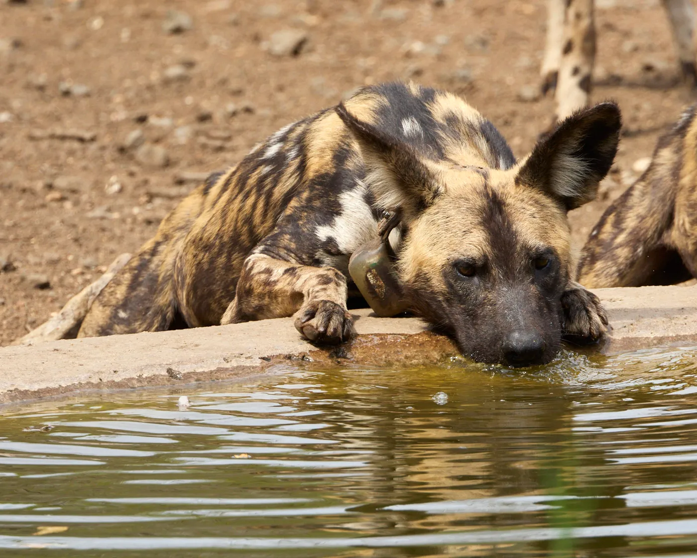 Wild dogs drinking waterhole