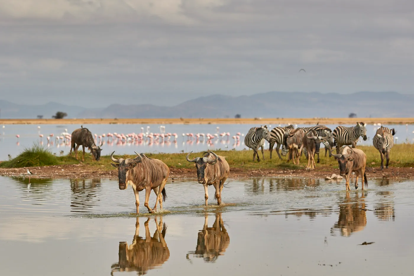 Wildebeest drinking lake flamingos
