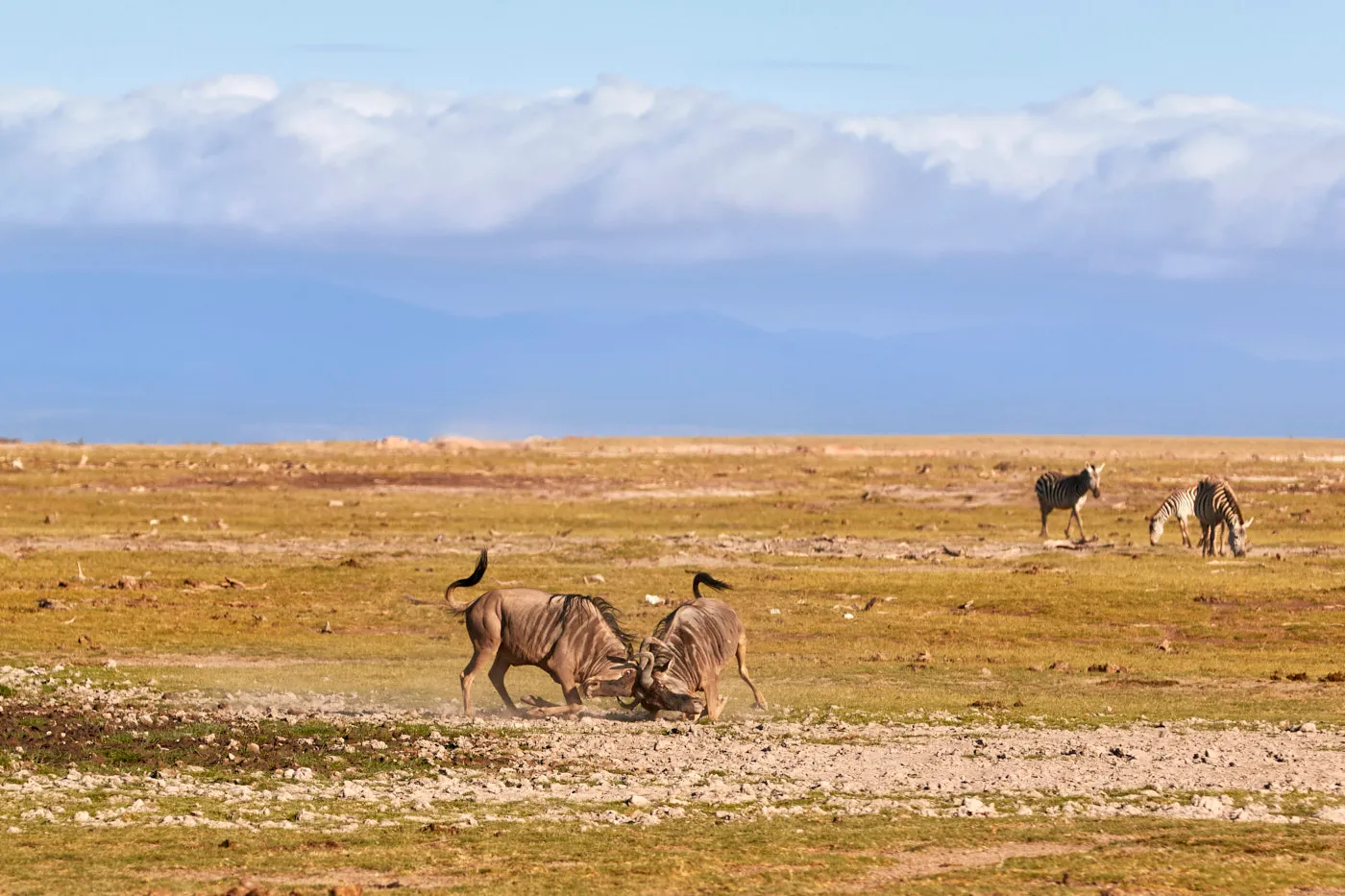Wildebeest fighting amboseli plains