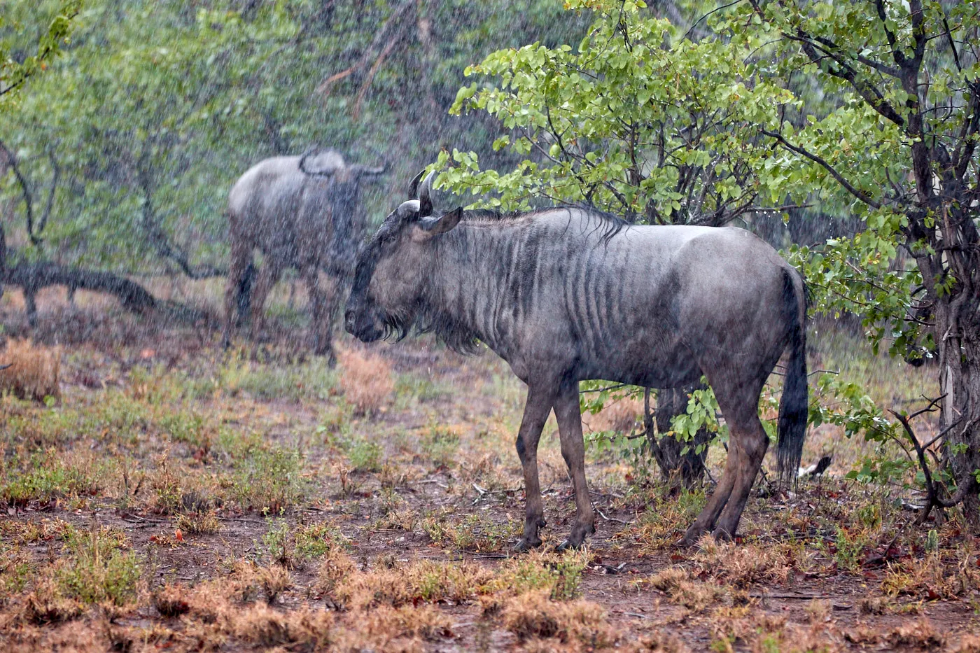 Wildebeest in the rain