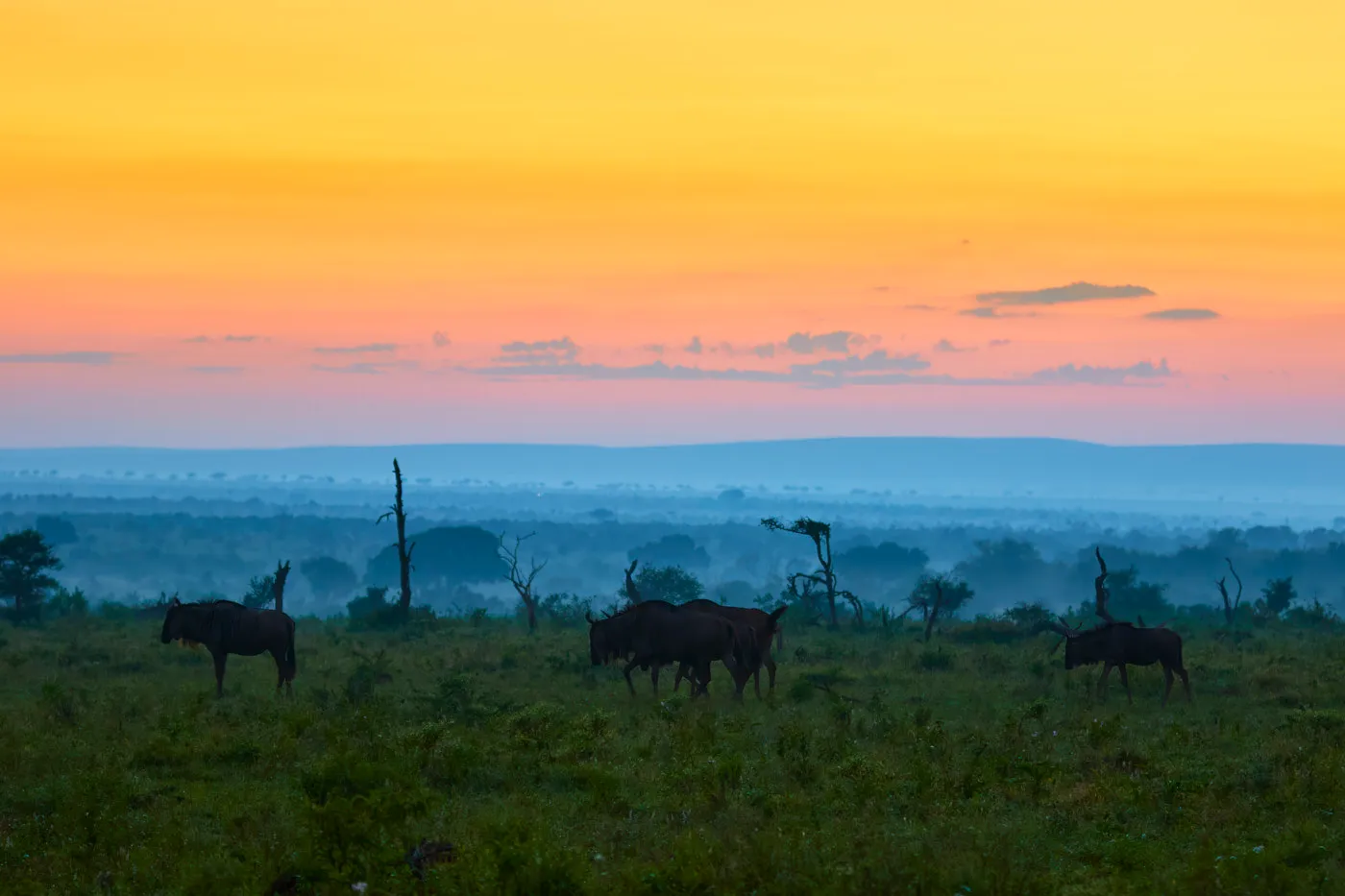 Wildebeest misty dawn orange sky