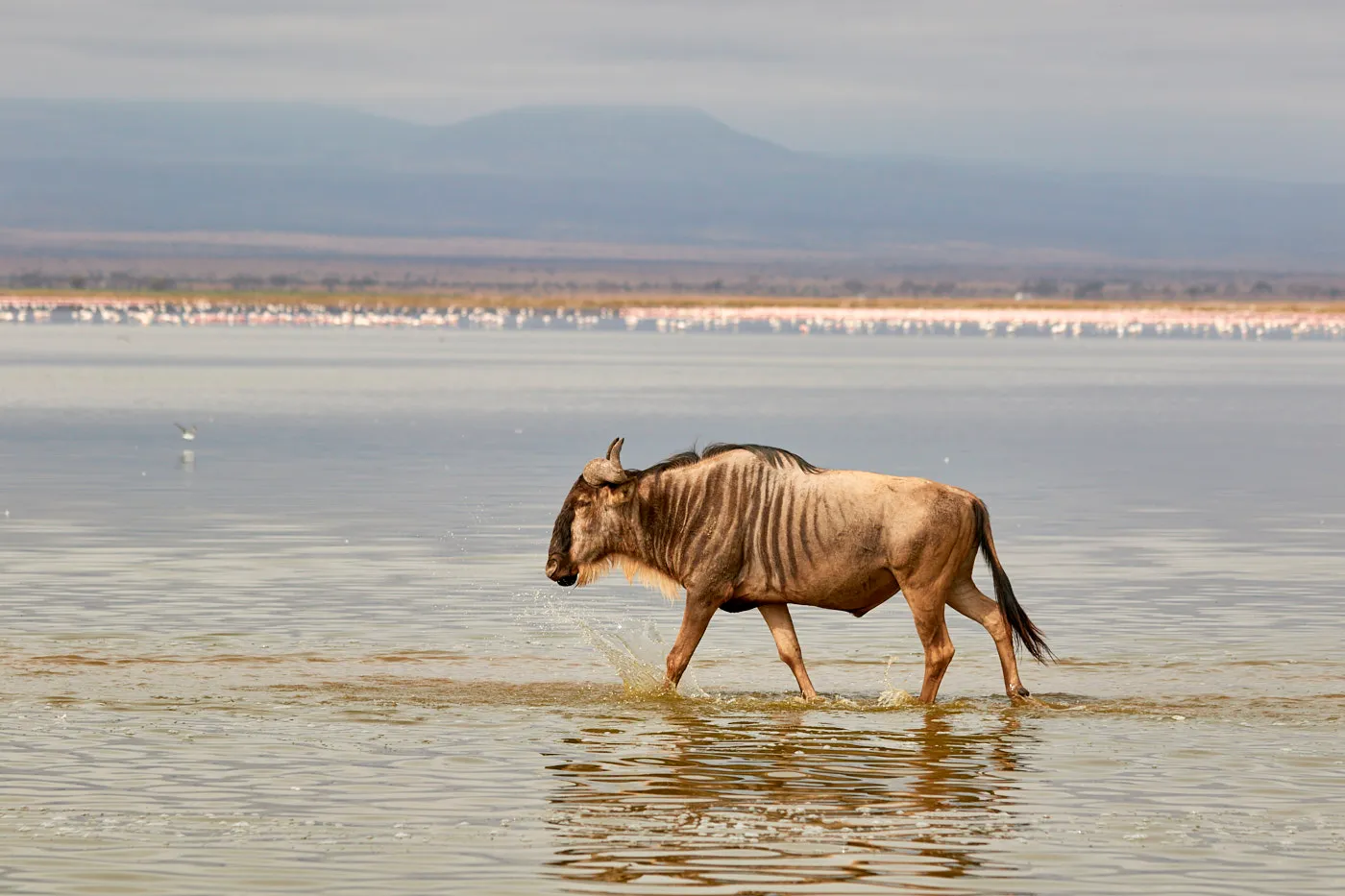 Wildebeest wading lake amboseli