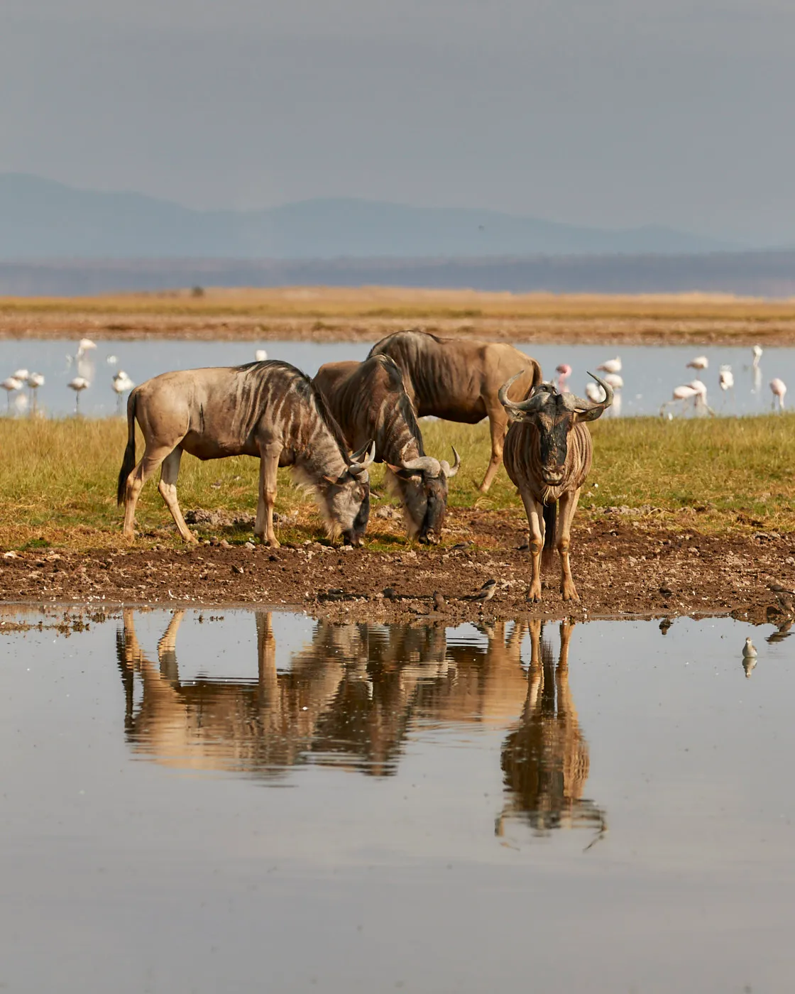 Wildebeest waterhole flamingo reflection