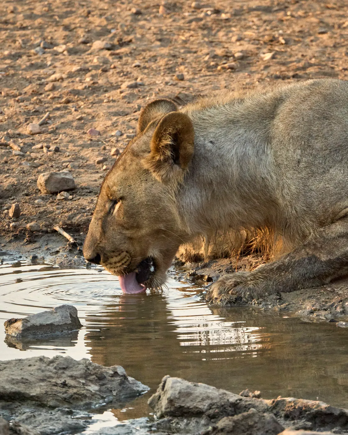Young lion drinking waterhole