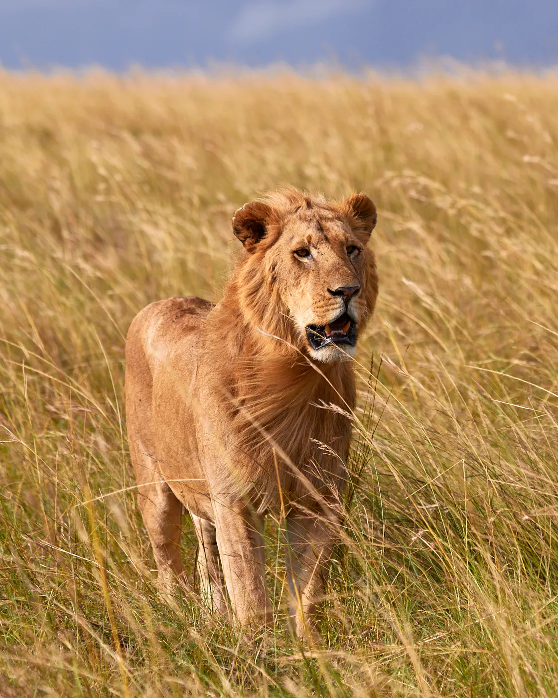 Young lion golden grassland