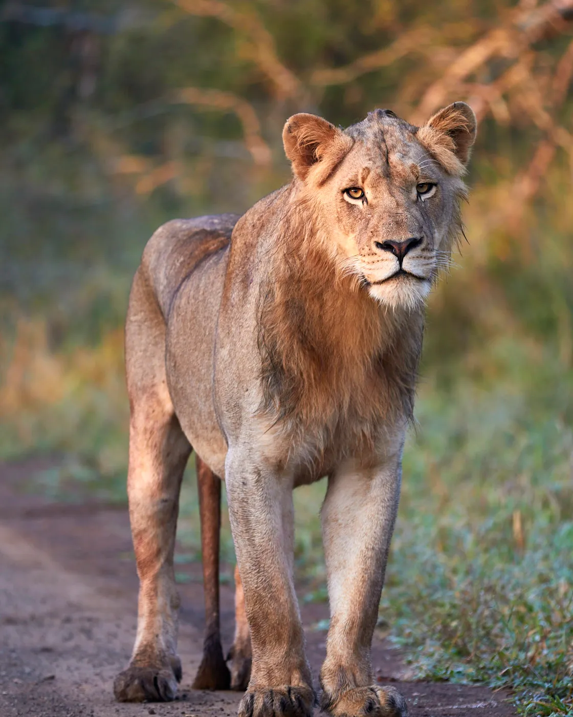 Young male lion standing road