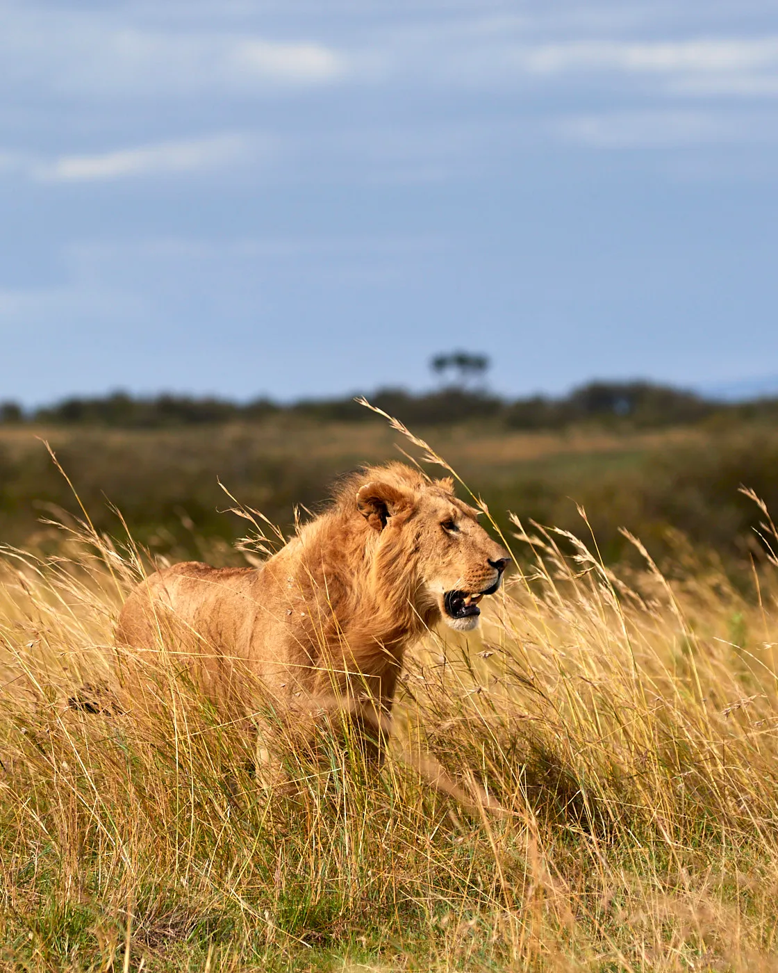 Young male lion tall grass
