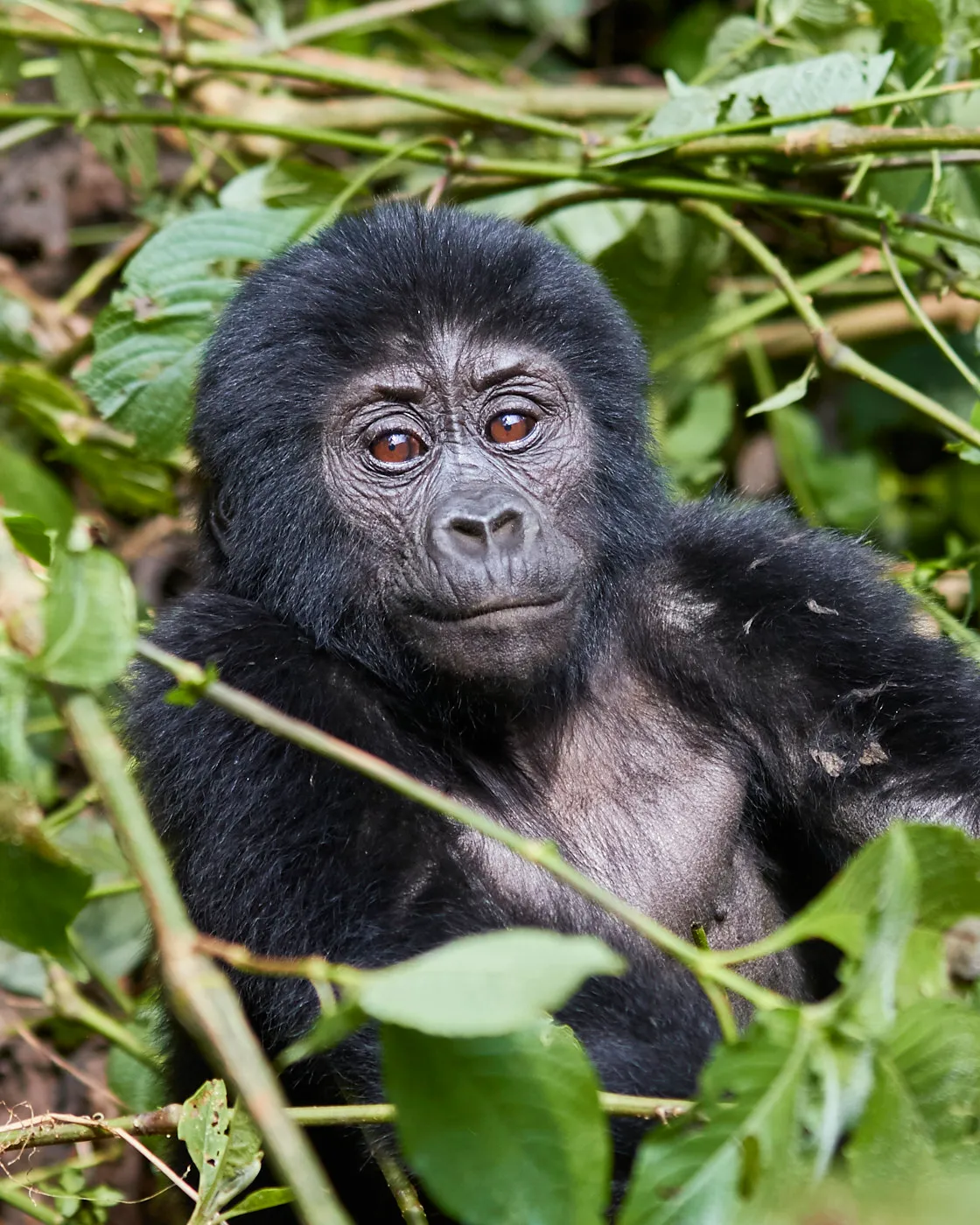 Young mountain gorilla forest