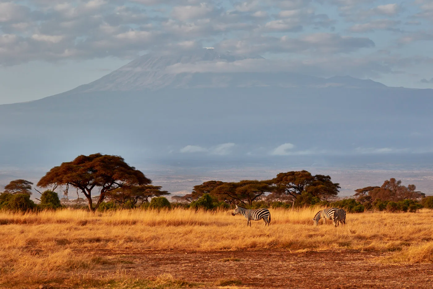 Zebras acacia kilimanjaro amboseli