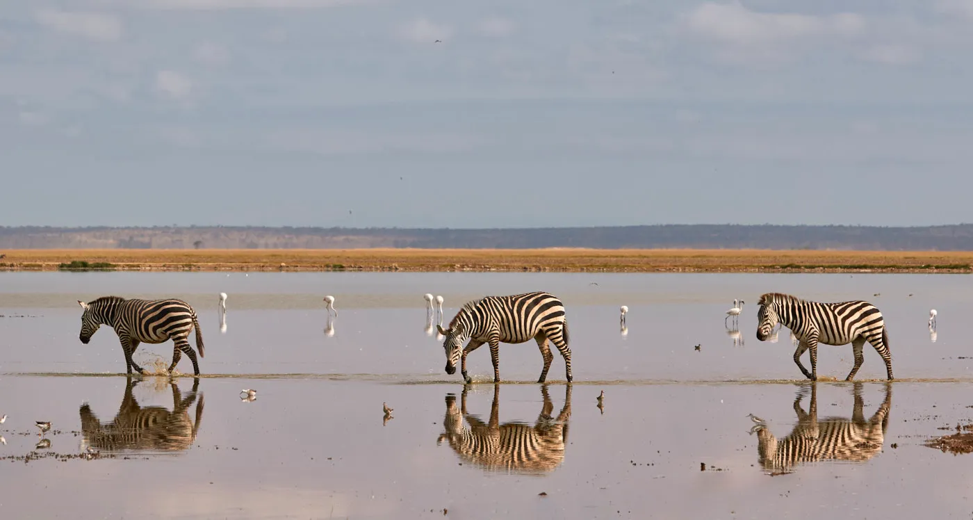 Zebras crossing shallow lake